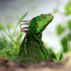 Imagen para el artículo titulado El servicio meteorológico de Florida alerta de la posible caída de iguanas por las bajas temperaturas